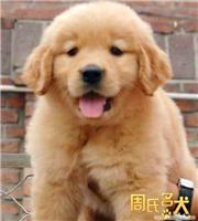 上海地区的纯种金毛犬出售