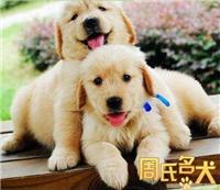 上海地区纯种赛级金毛幼犬出售