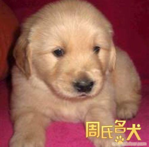 哪里可以买到的金毛犬