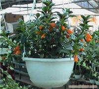 办公室植物租赁