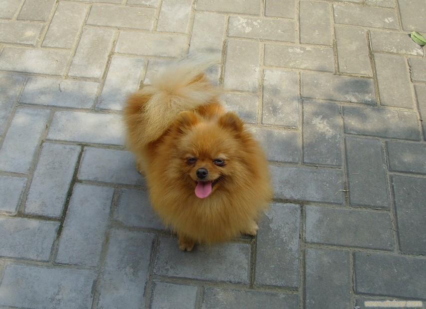 艾米----       上海博美犬