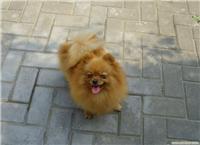 艾米----       上海博美犬