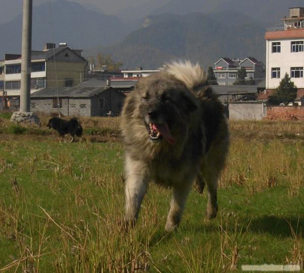 凶猛藏獒 _凶猛藏獒 高清大图_凶猛藏獒 高清图