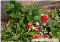 摘草莓基地