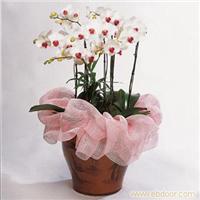 上海室内花卉租赁价格