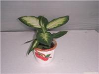 上海室外花卉租赁