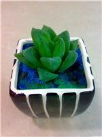 上海室内花卉租赁