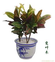 上海室内花卉租赁公司