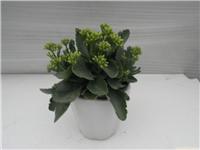 上海室外花卉租赁公司