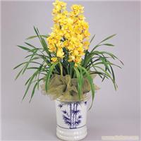 上海室外花卉租摆