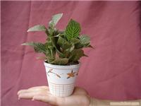 上海室外花卉租摆价格