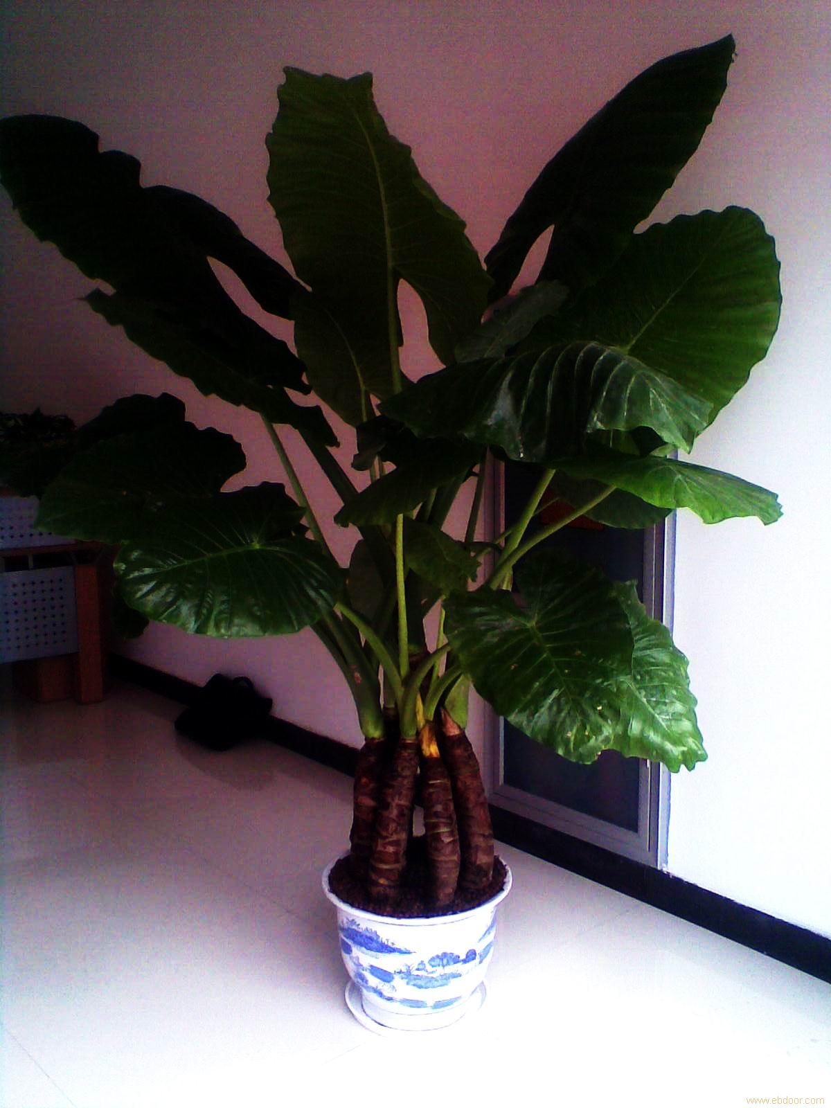 上海室内花卉租摆价格