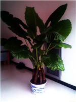 上海室内花卉租摆价格