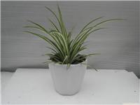 上海室内花卉租摆公司