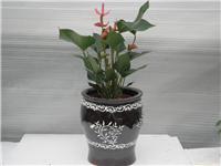 上海花卉租摆公司