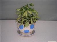 上海浦东花卉租赁