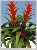 上海浦东花卉租赁价格