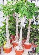辫子发财树-上海办公植物租摆-上海盆栽植物租摆