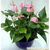 室内观赏植物租摆