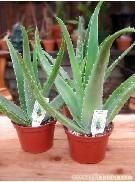 芦荟-花卉租赁-植物租赁-花卉租摆