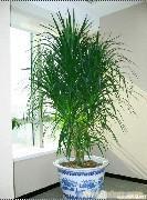 龙血树-室内绿植物租摆-绿色植物花卉租摆-酒店植物花卉租摆