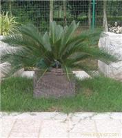 棕榈苑植树葬/上海风水墓园