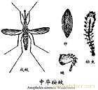 上海灭蟑螂公司 