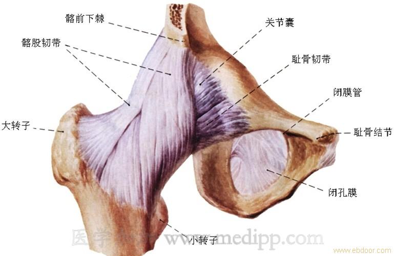 供应人体髋关节模型_相关信息_张家港市乐余模型厂-人体骨骼模型_【一