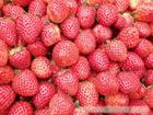 农家乐草莓采摘