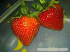 采摘新鲜草莓/新鲜草莓价格