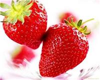 采摘草莓园/上海周边采摘草莓