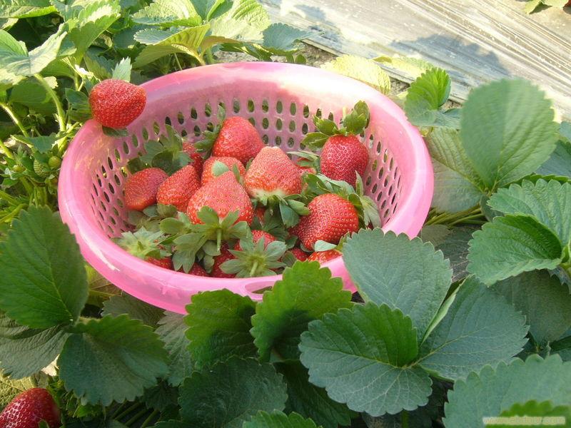 上海青浦采草莓/上海附近摘草莓