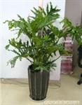 春芋 上海办公室植物租赁