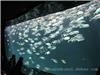 上海海底世界维生系统设计