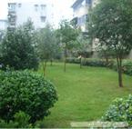 上海绿化养护价格