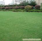 上海绿化养护工程公司