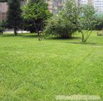 上海松江绿化养护