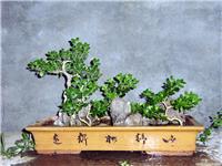 上海盆景出售