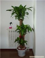 室内绿植租摆