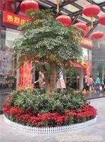 室外绿植租摆