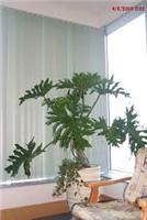 商场绿植租摆