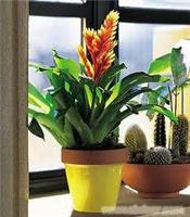 绿植租摆价格表