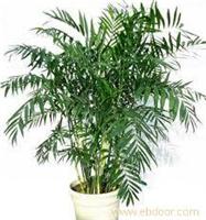 绿植租摆报价单