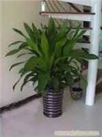 绿植租摆报价表