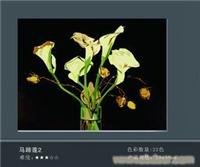 马蹄莲（二）