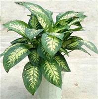 上海花卉租赁|上海花卉租赁公司|上海花卉租赁价格