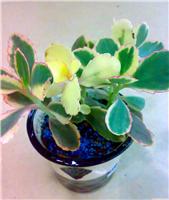 上海花卉租赁\上海花卉租摆