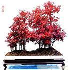 上海花卉租赁价格|花卉租摆价格