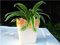 上海室内花卉租赁公司|上海室内花卉租赁价格