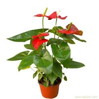 上海植物花卉租赁公司